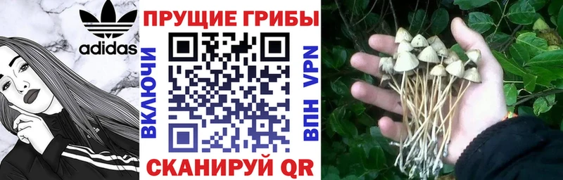 Галлюциногенные грибы MAGIC MUSHROOMS  закладка  площадка наркотические препараты  Сосенский 